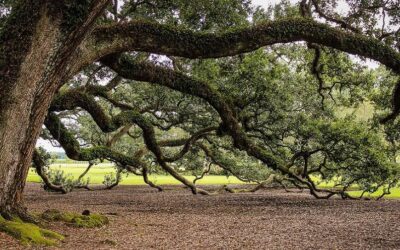 Studiu de caz: sindromul celui care zace